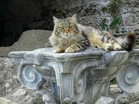 Le chat de Baia, photo prise par M. Antonio (employé du parc archéologique de Baia).